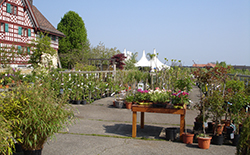 RUTISHAUSER Gartencenter + Floristik Wil