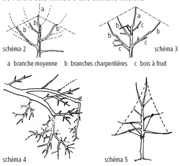 Skizze Obstbäume Erziehung