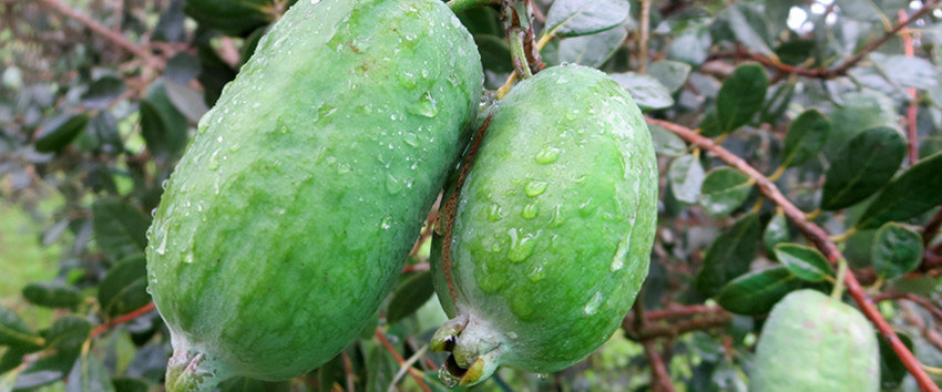 immergrüne Zimmerpflanze Ananas-Guave mit exotischen lecker Duft-Früchten /Samen