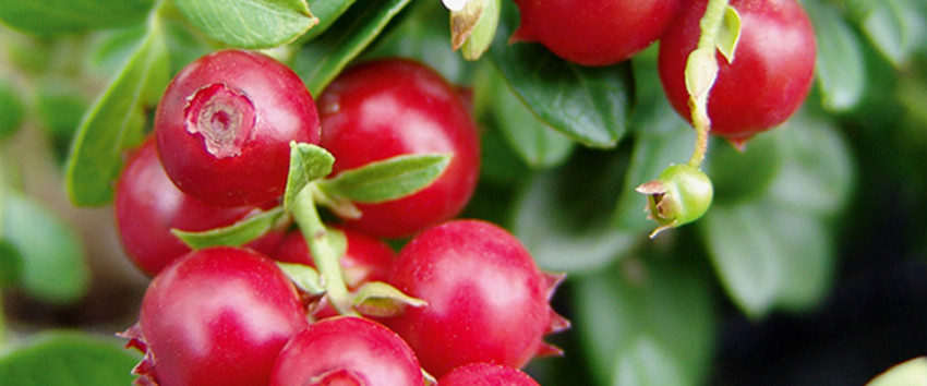 Red Pearl gesunde Preiselbeere kräftige Preiselbeerpflanze Garten Terrassenobst 